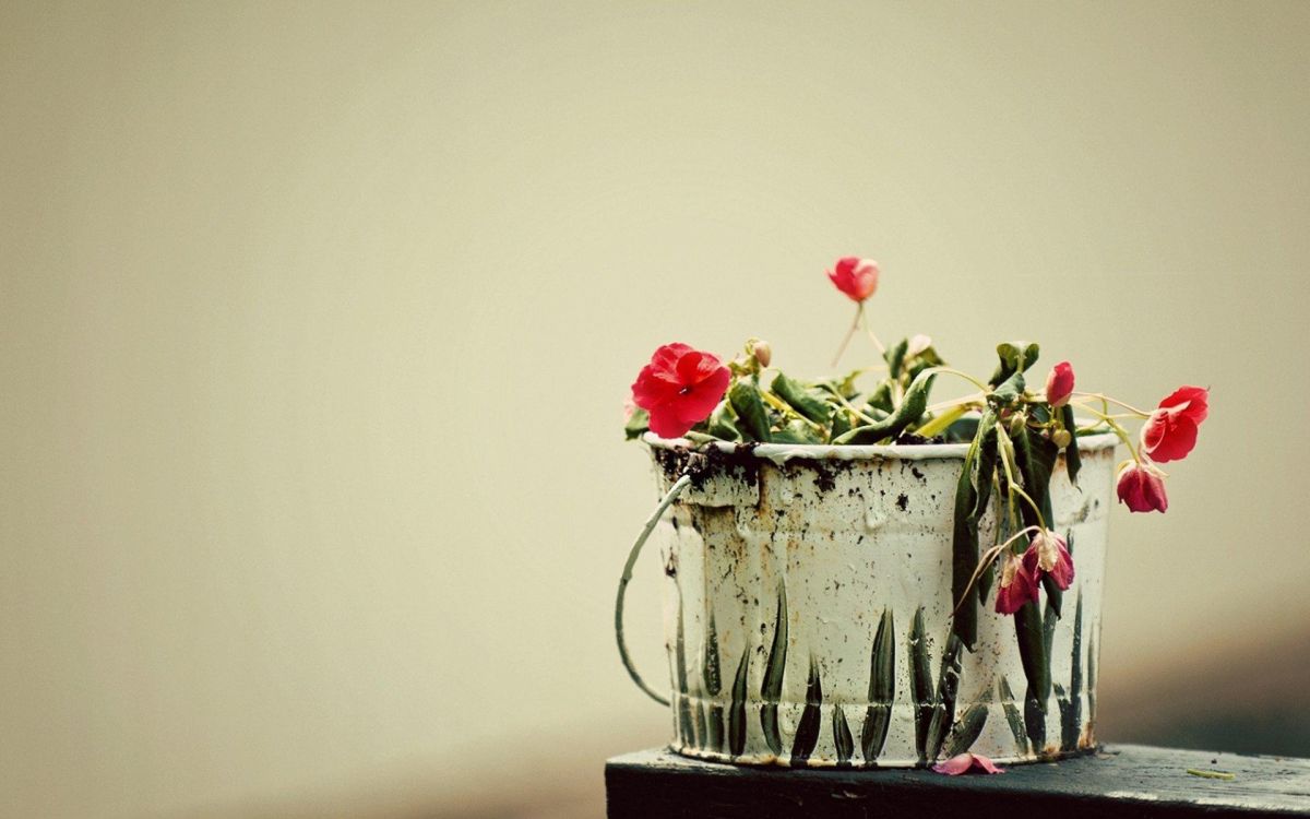 red roses in white ceramic vase