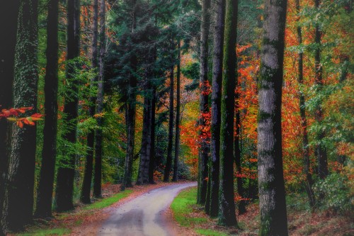 Image green trees beside road during daytime