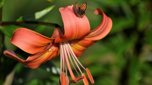 Image black and yellow butterfly on pink flower