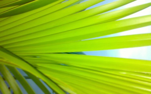 Image green palm leaf in close up photography