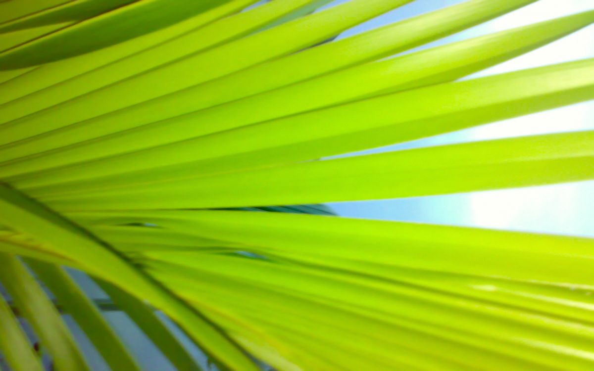 green palm leaf in close up photography