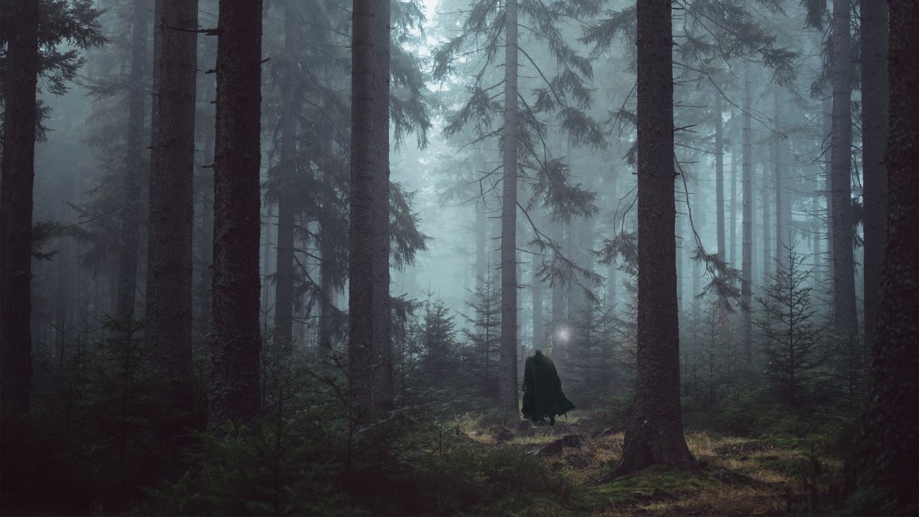 Personne en Manteau Noir Debout Dans Les Bois. Wallpaper in 2560x1440 Resolution