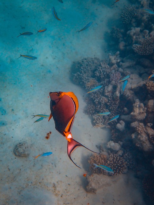 Image yellow and black fish in water