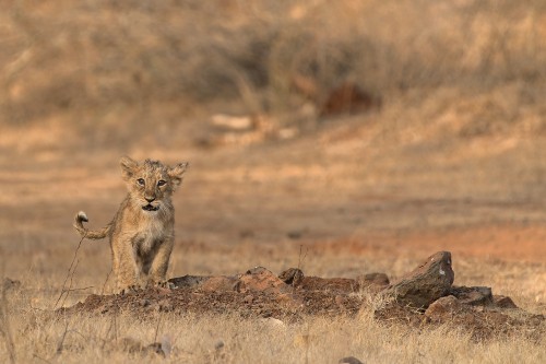 Image brown and black lioness on brown field during daytime