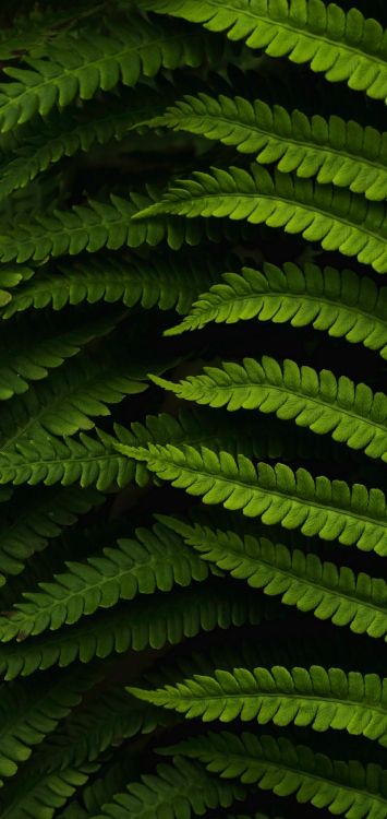 Vegetation, Dieser Unwahrscheinliche Boden, Geschichtenerzähler-Bücher, Botanik, Blatt. Wallpaper in 1080x2280 Resolution