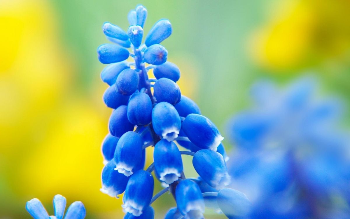 blue flower buds in tilt shift lens