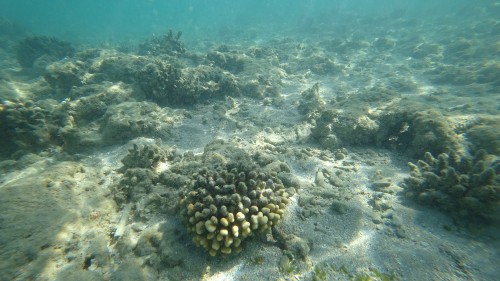 Image reef, marine biology, ecosystem, marine invertebrates, water