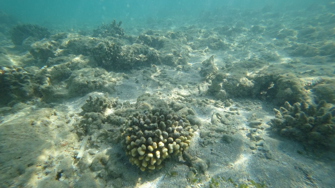 reef, marine biology, ecosystem, marine invertebrates, water