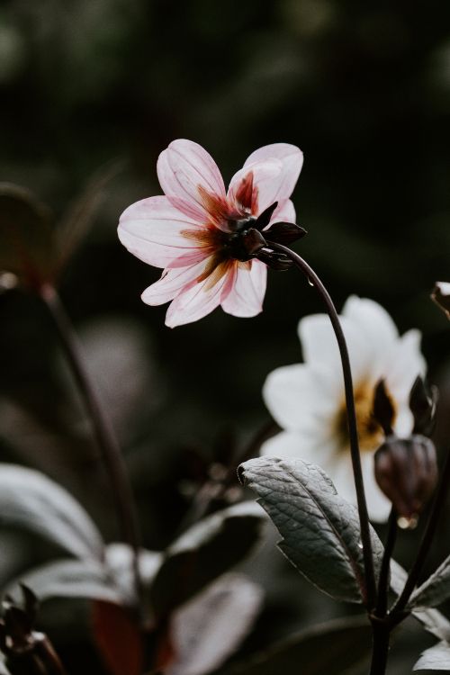 Pink and White Flower in Tilt Shift Lens. Wallpaper in 5304x7952 Resolution