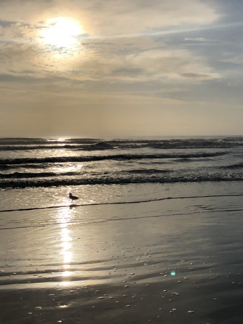 Image sea, Mudflat, tide, beach, body of water