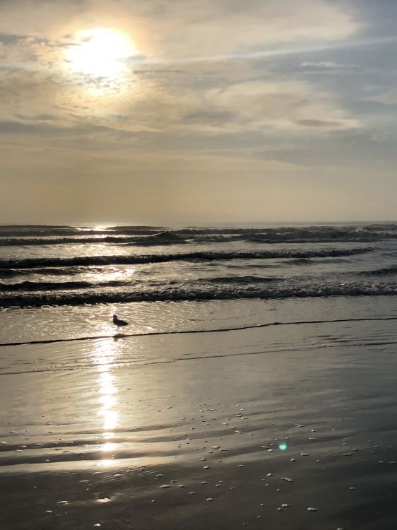 sea, Mudflat, tide, beach, body of water