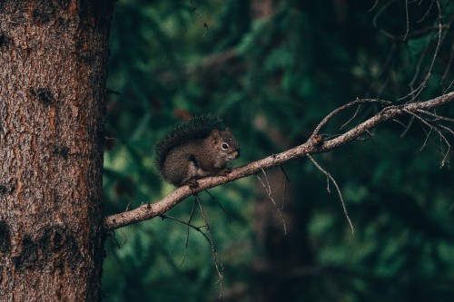 Image brown squirrel on brown tree branch during daytime