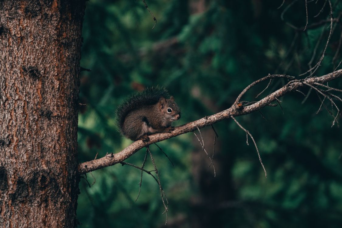 brown squirrel on brown tree branch during daytime