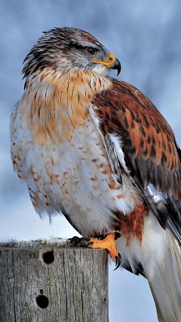 Image brown and white bird on gray wooden fence during daytime