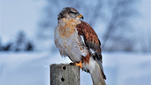 Image brown and white bird on gray wooden fence during daytime