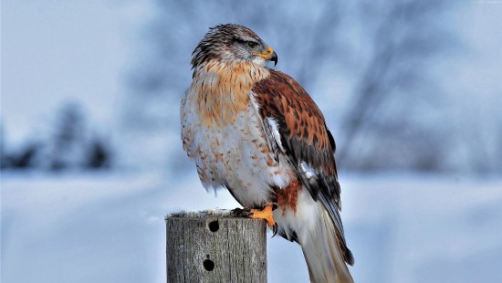 Image brown and white bird on gray wooden fence during daytime
