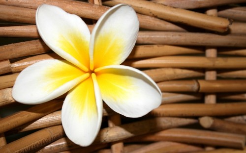 Image yellow and white flower on brown wooden surface