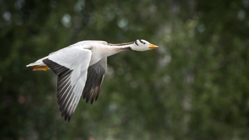 Image white and black bird flying during daytime