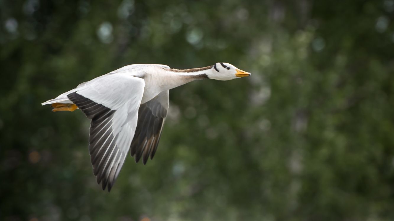 white and black bird flying during daytime