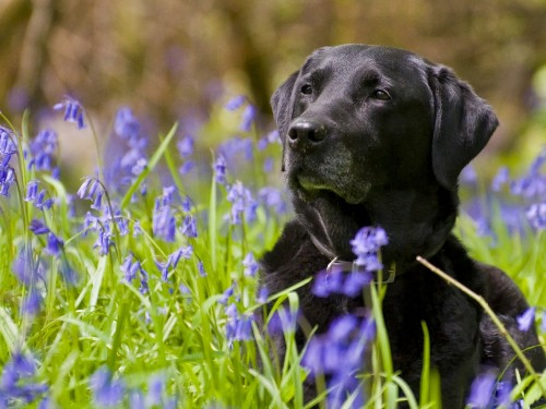 Image black labrador retriever on green grass field during daytime