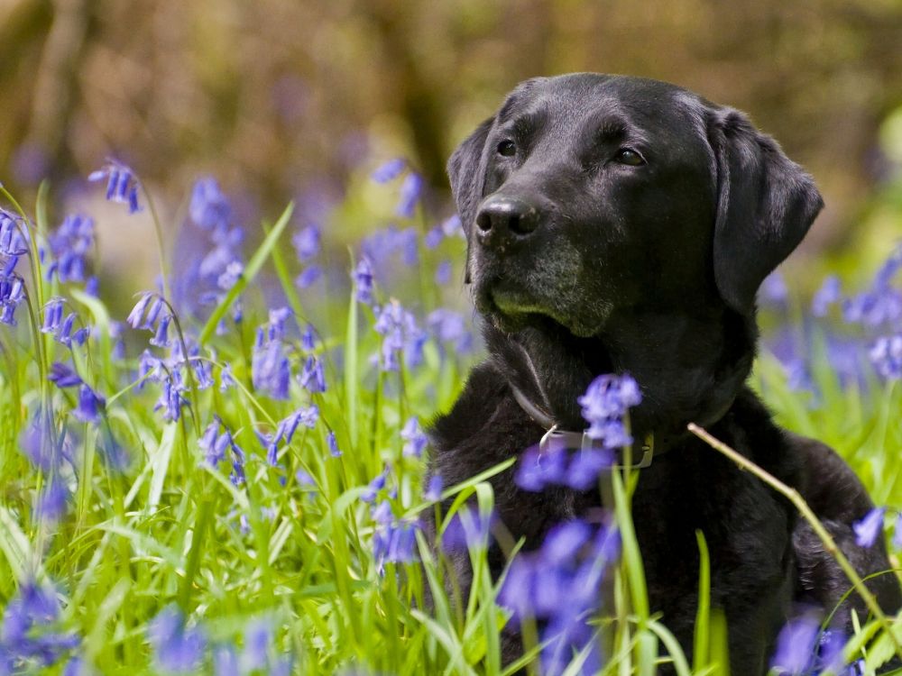 black labrador retriever on green grass field during daytime