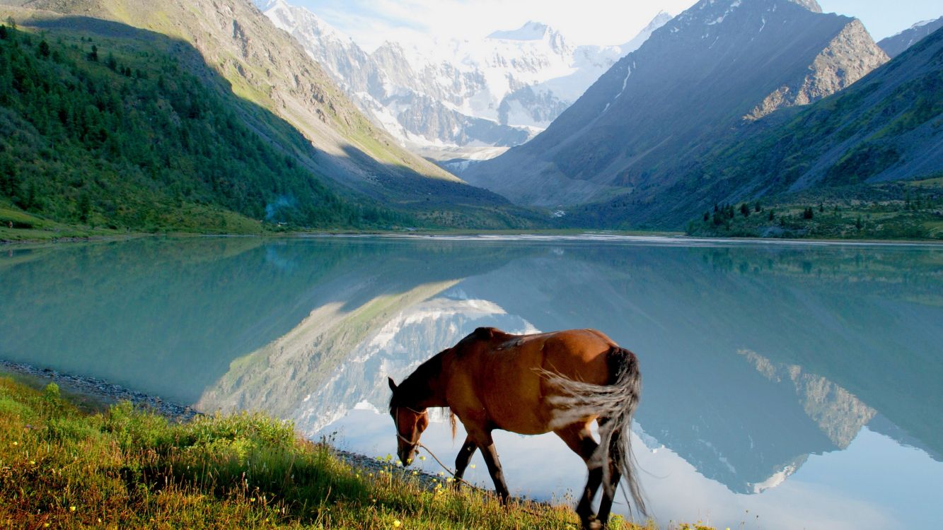 brown horse on green grass field near lake during daytime