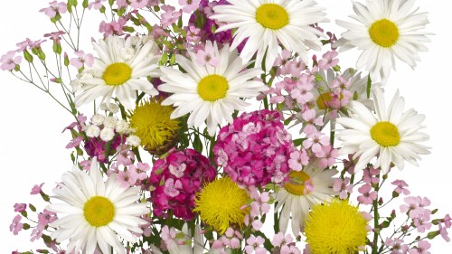 Image purple and white flowers in close up photography