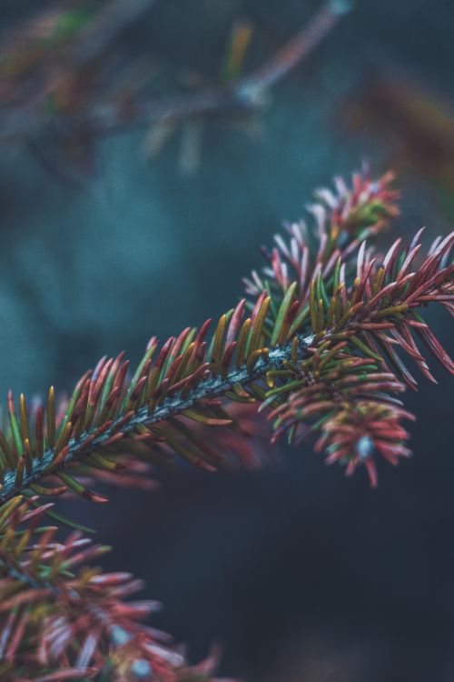 Columbian Spruce, Balsam Fir, Yellow Fir, Oregon Pine, Canadian Fir. Wallpaper in 4000x6000 Resolution