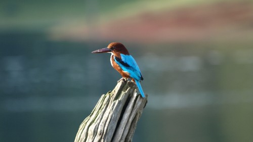 Image brown and blue bird on brown wooden fence