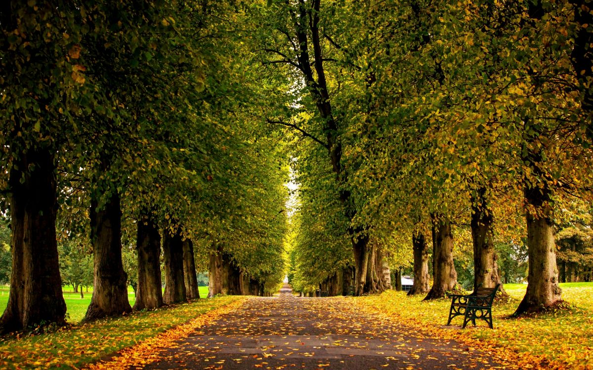 brown and green trees on forest during daytime