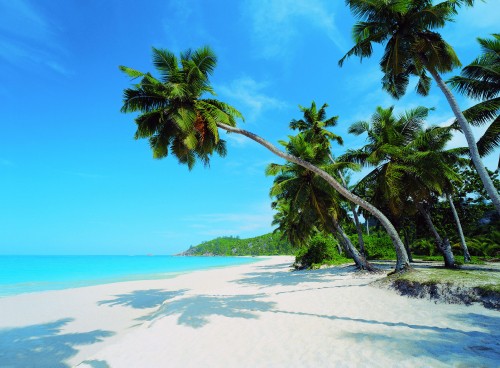 Image palm tree on white sand beach during daytime