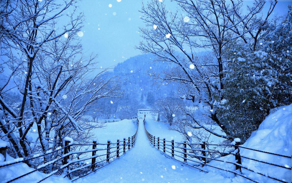 winter, snow, blue, tree, freezing