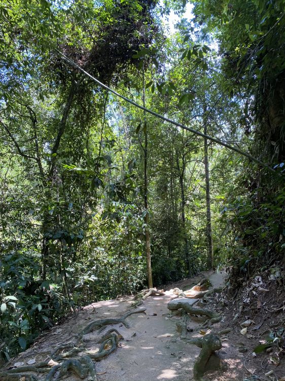Vegetation, Natur, Natürlichen Umgebung, Blatt, Wald. Wallpaper in 1536x2048 Resolution