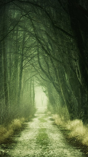 Image plant, road surface, natural landscape, branch, wood