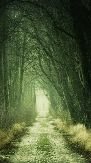 Image plant, road surface, natural landscape, branch, wood