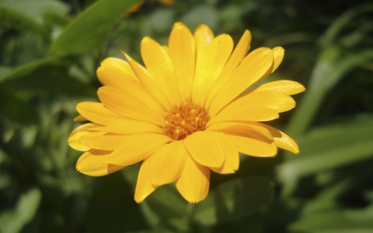 yellow flower in tilt shift lens