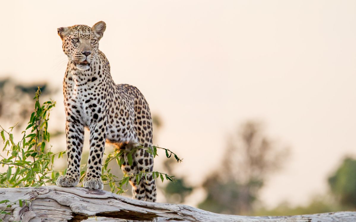 Les Fonds D Ecran Leopard Tigre Jaguar Guepard Big Cat Les Images Et Les Photos Gratuits