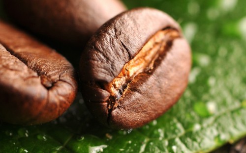 Image brown round fruit on green leaf