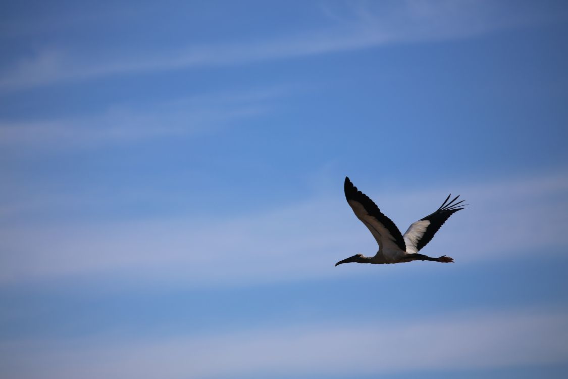 Pájaro Blanco y Negro Volando Bajo un Cielo Azul Durante el Día. Wallpaper in 5472x3648 Resolution