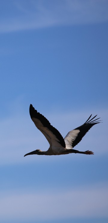 Image white and black bird flying under blue sky during daytime