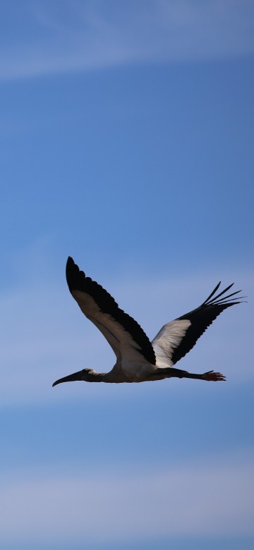 Image white and black bird flying under blue sky during daytime