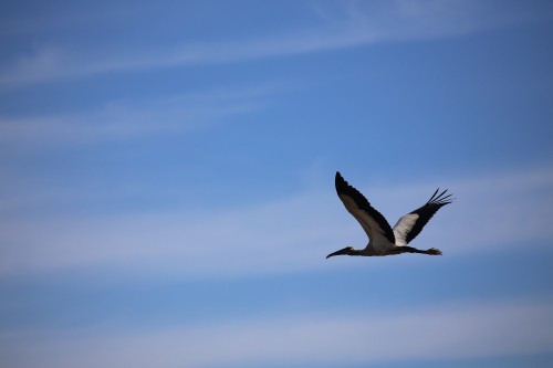 Image white and black bird flying under blue sky during daytime