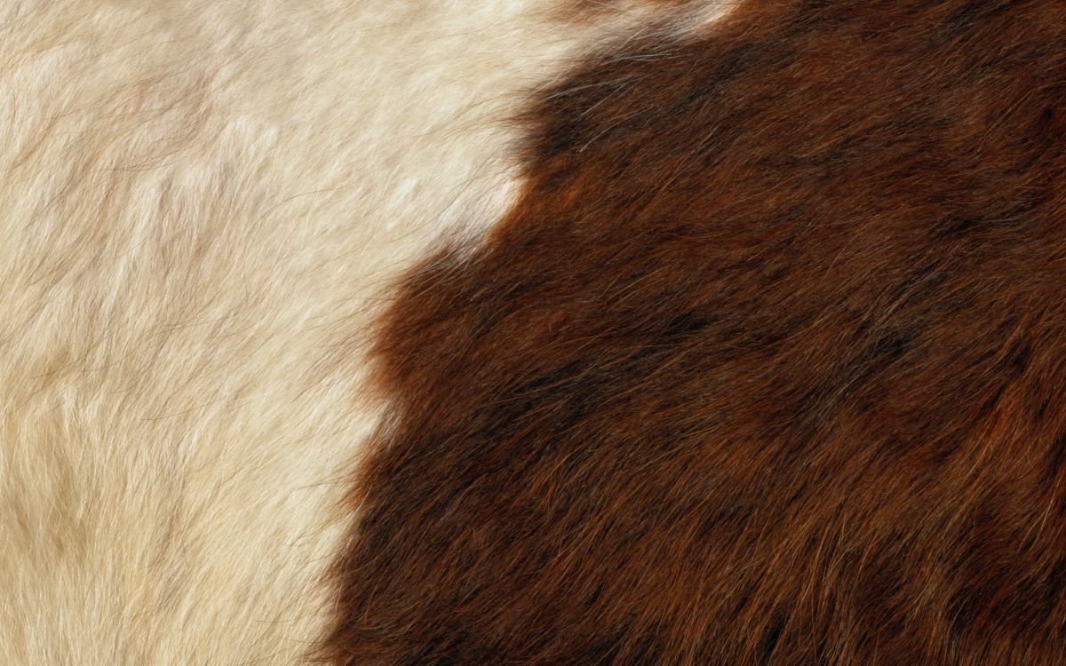 Textile Fourrure Blanche et Marron. Wallpaper in 2560x1600 Resolution