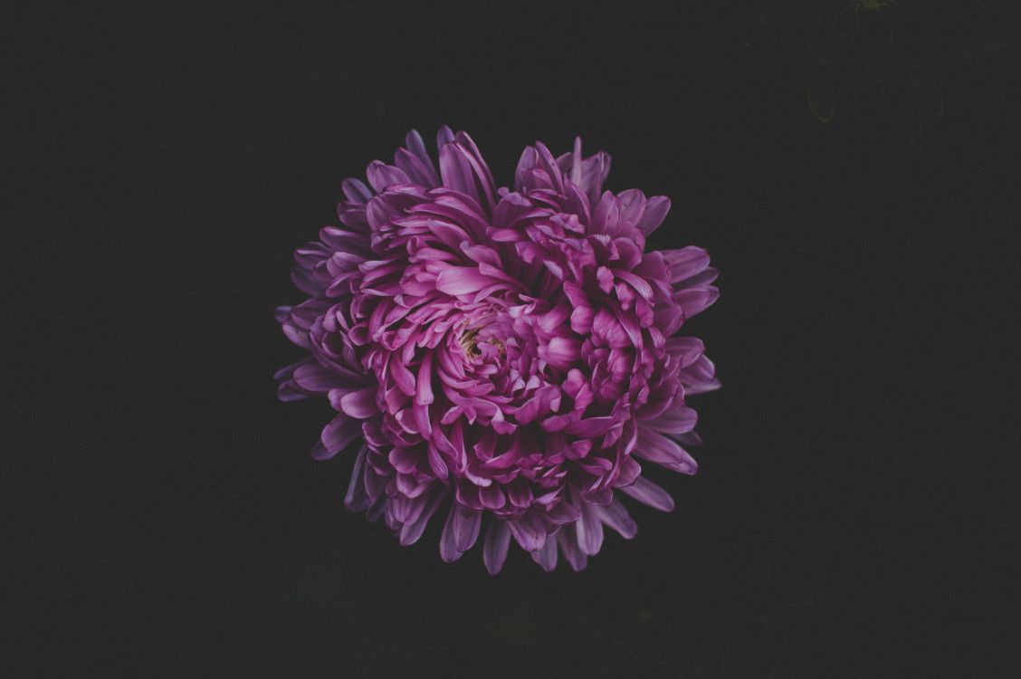 Fleur Violette Sur Fond Noir. Wallpaper in 6016x4000 Resolution