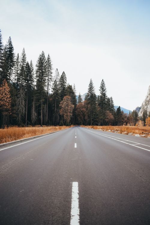 Road, Asphalt, Naturlandschaft, Baum, Durchgangsstraße. Wallpaper in 3832x5748 Resolution