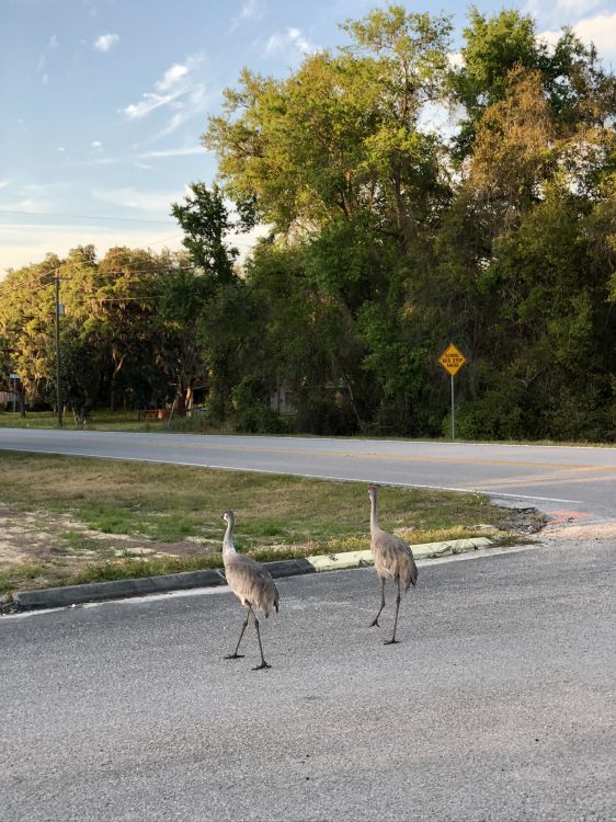 Crâne, Sciences, Biologie, Oiseau, Bec. Wallpaper in 1536x2048 Resolution
