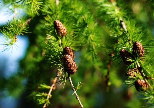 Image brown and green plant during daytime