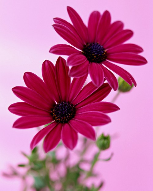 Image pink daisy in close up photography