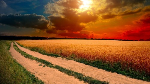 Image green grass field during sunset