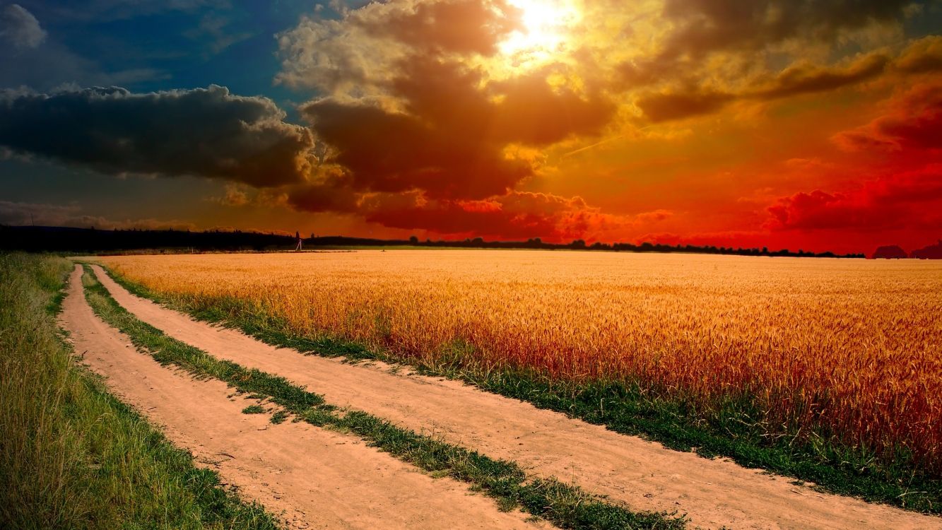 green grass field during sunset